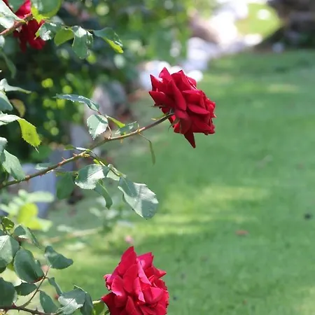 Chroussa וילה Chrousa