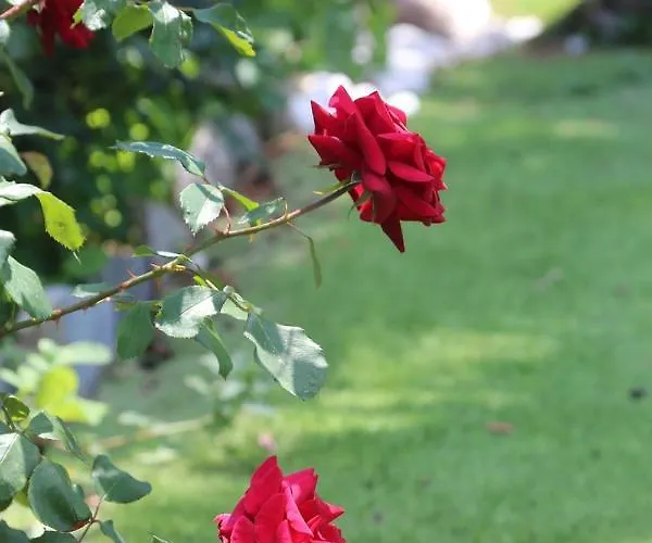 Chroussa Villa Chrousa